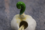 Garlic | Toothpick Holder