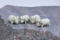 The Sheep's Tale