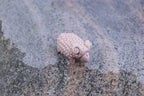 The Pink Sheep Tale